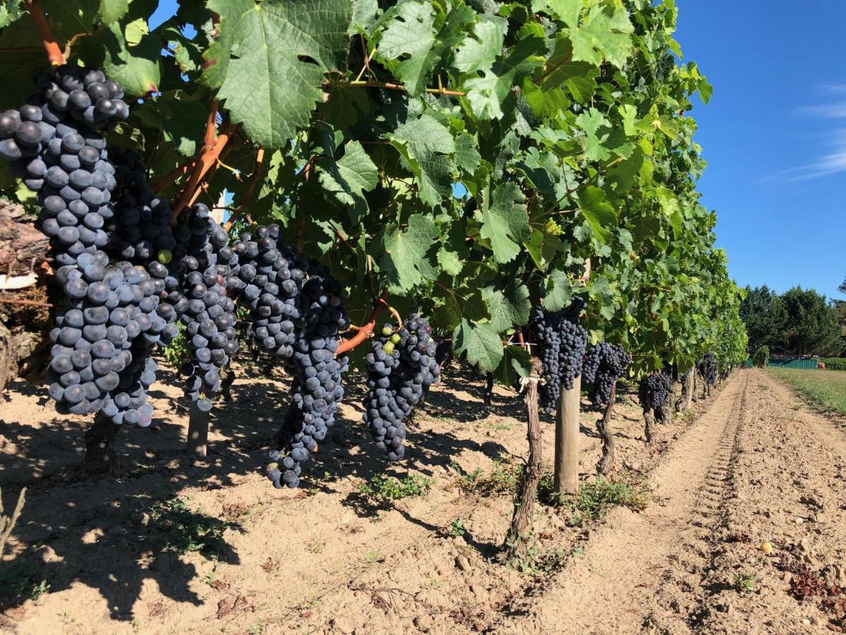 Clos De Bertinat Saint-Sulpice-de-Faleyrens Экстерьер фото