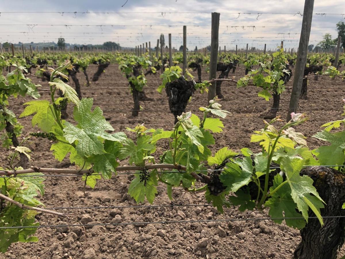 Clos De Bertinat Saint-Sulpice-de-Faleyrens Экстерьер фото