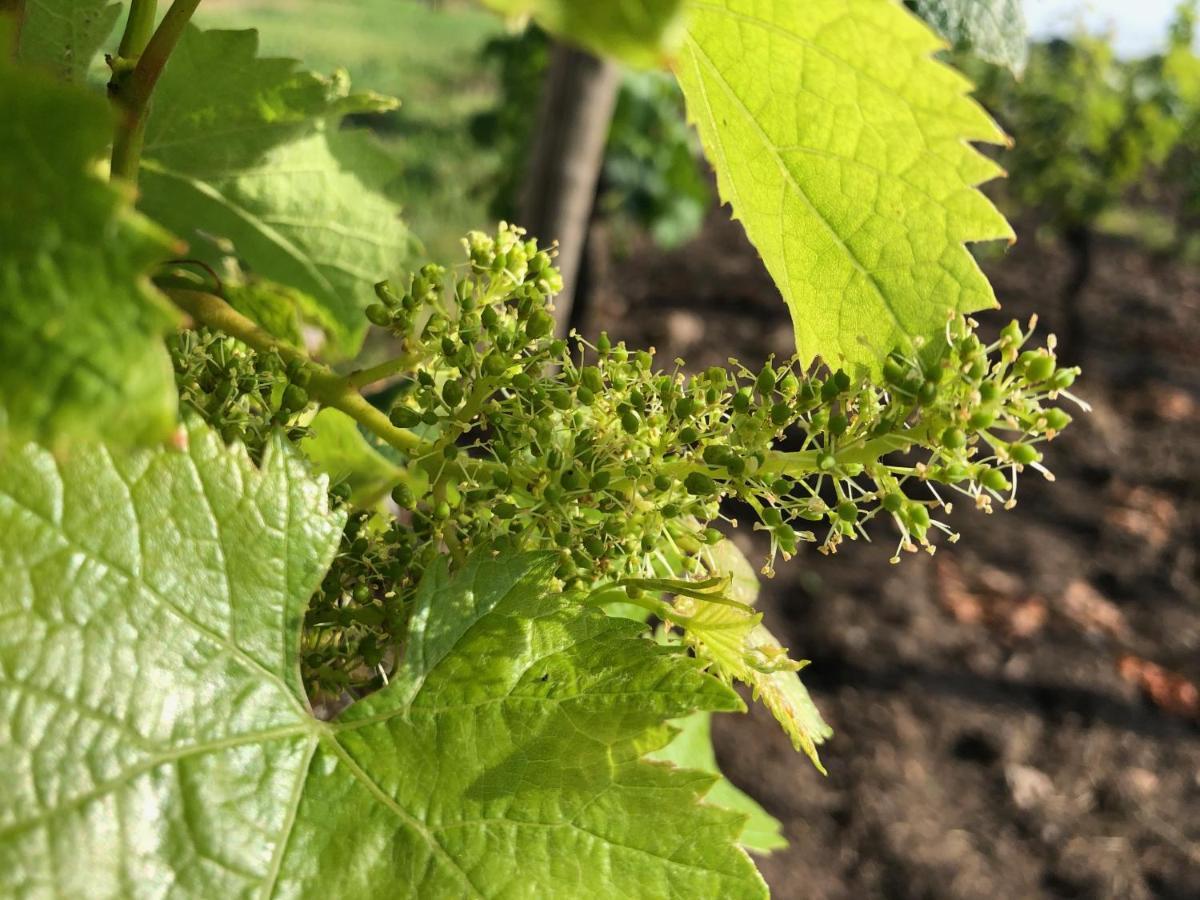 Clos De Bertinat Saint-Sulpice-de-Faleyrens Экстерьер фото